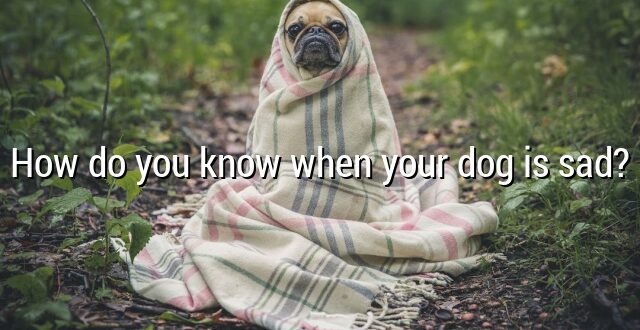 How do you know when your dog is sad?
