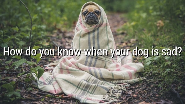 How do you know when your dog is sad?
