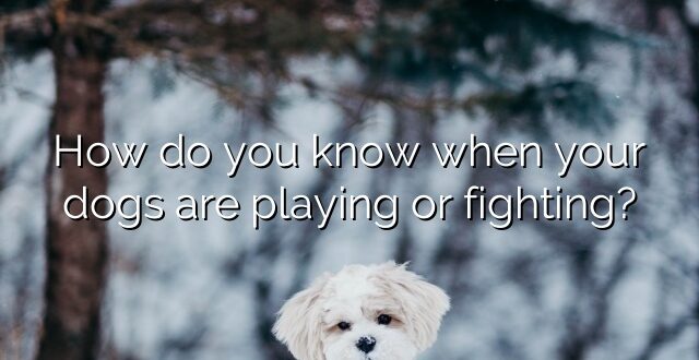 How do you know when your dogs are playing or fighting?