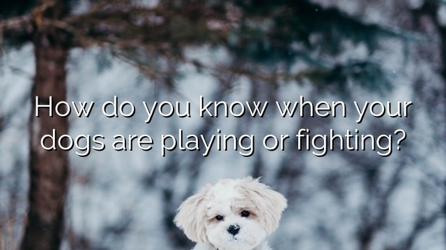 How do you know when your dogs are playing or fighting?