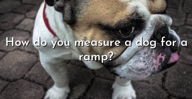 How do you measure a dog for a ramp?