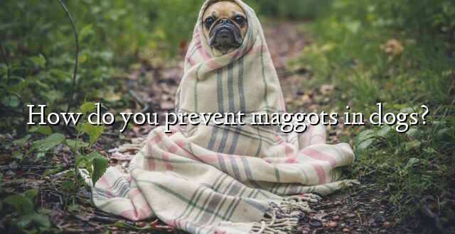How do you prevent maggots in dogs?