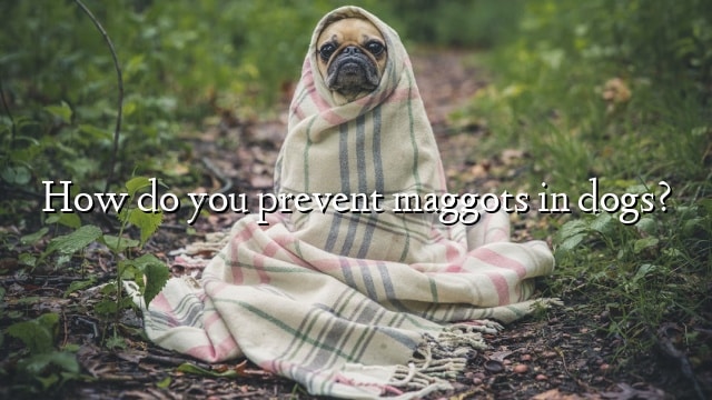 How do you prevent maggots in dogs?