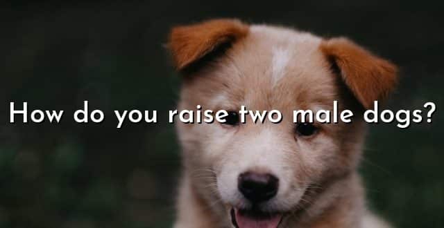How do you raise two male dogs?