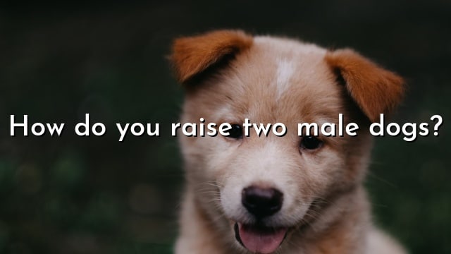 How do you raise two male dogs?