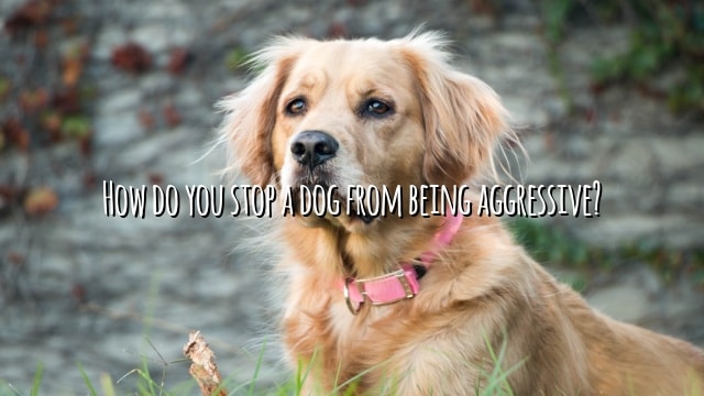 How do you stop a dog from being aggressive?