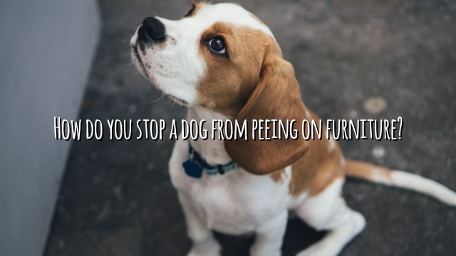 How do you stop a dog from peeing on furniture?