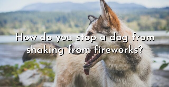 How do you stop a dog from shaking from fireworks?