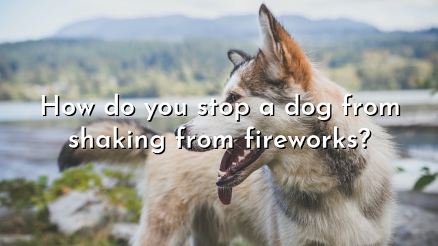 How do you stop a dog from shaking from fireworks?