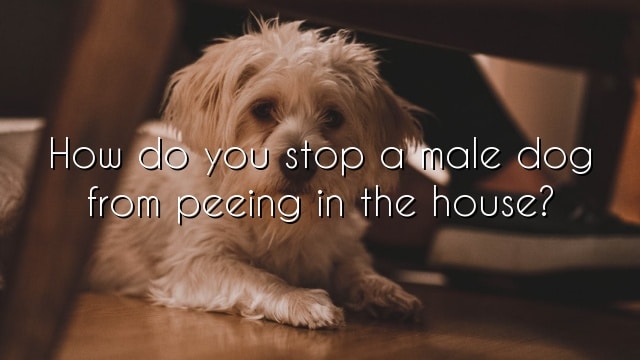 How do you stop a male dog from peeing in the house?