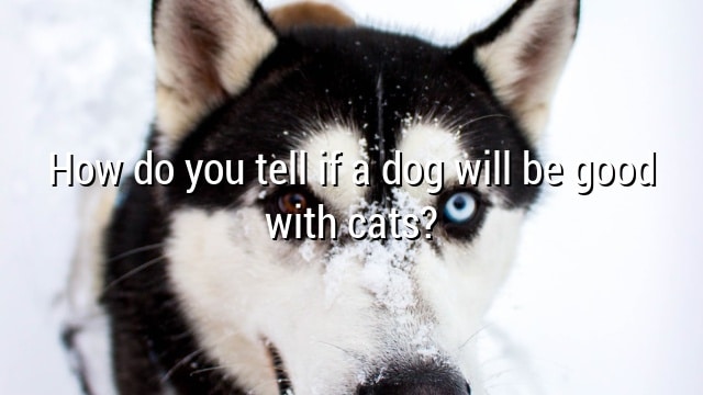 How do you tell if a dog will be good with cats?