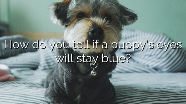 How do you tell if a puppy’s eyes will stay blue?
