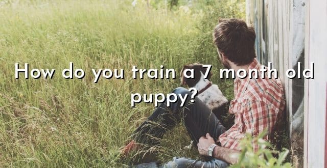 How do you train a 7 month old puppy?