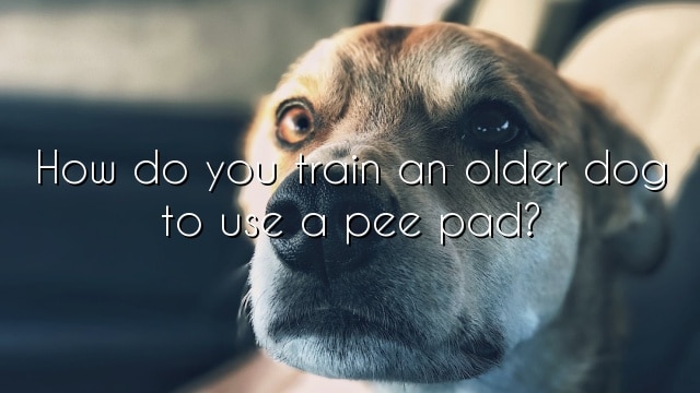 How do you train an older dog to use a pee pad?