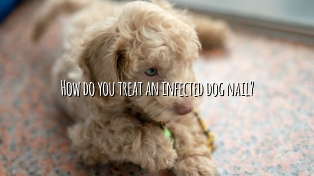 How do you treat an infected dog nail?