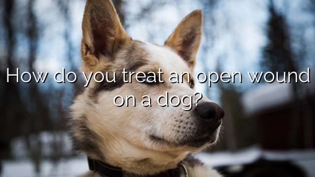 How do you treat an open wound on a dog?