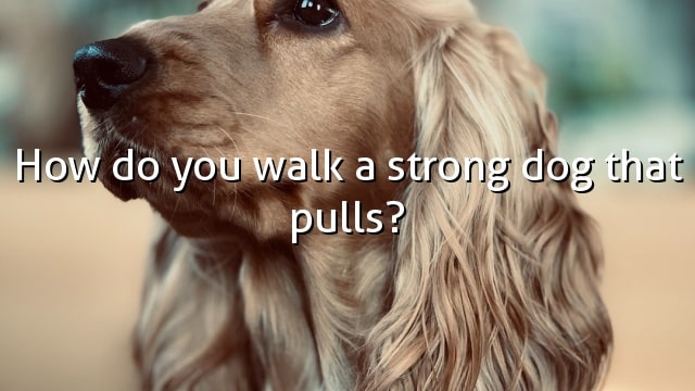 How do you walk a strong dog that pulls?