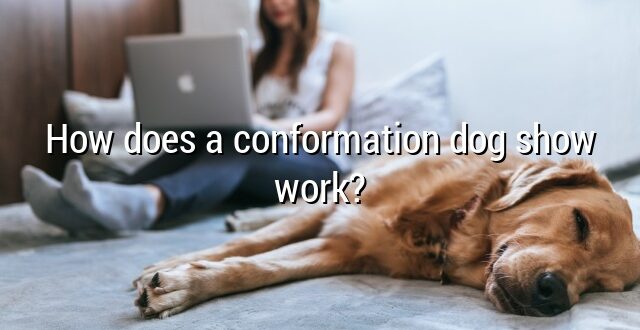 How does a conformation dog show work?