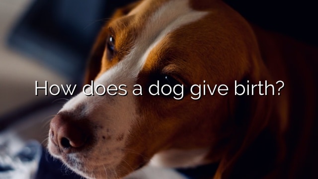 How does a dog give birth?
