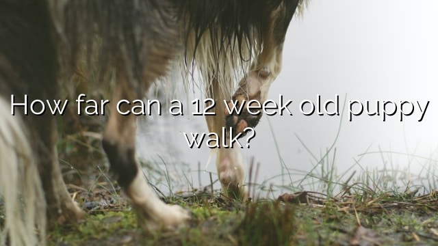 How far can a 12 week old puppy walk?