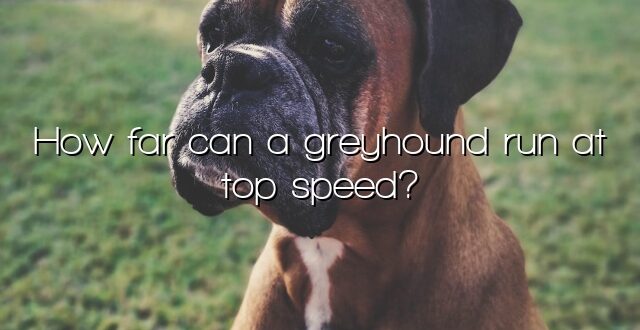 How far can a greyhound run at top speed?