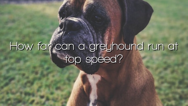How far can a greyhound run at top speed?