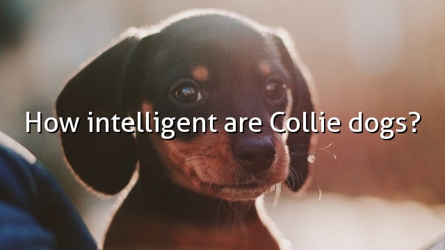 How intelligent are Collie dogs?