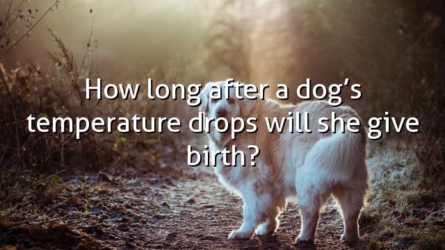 How long after a dog’s temperature drops will she give birth?