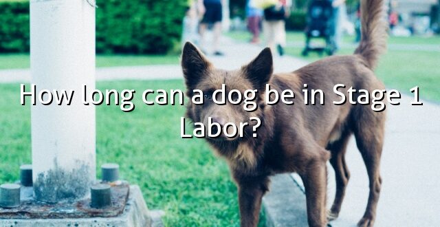 How long can a dog be in Stage 1 Labor?