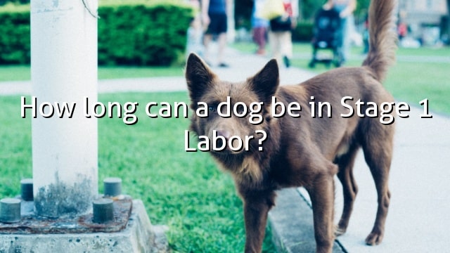 How long can a dog be in Stage 1 Labor?