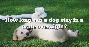 How long can a dog stay in a crate overnight?
