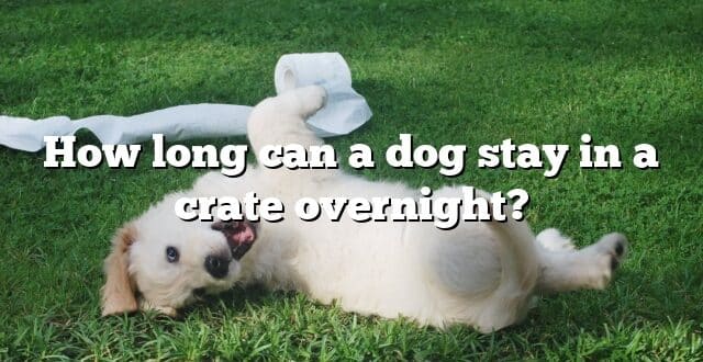 How long can a dog stay in a crate overnight?