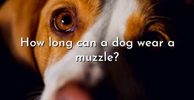How long can a dog wear a muzzle?