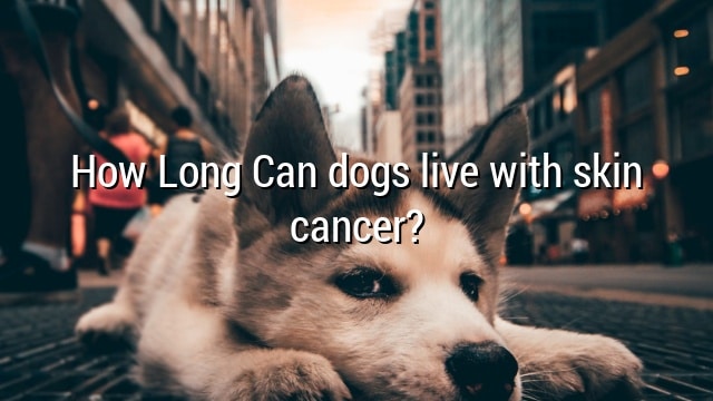 How Long Can dogs live with skin cancer?
