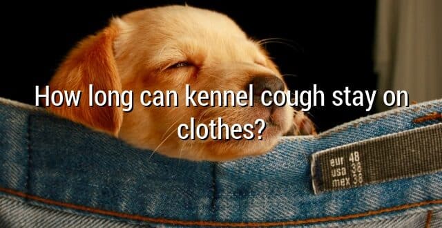 How long can kennel cough stay on clothes?
