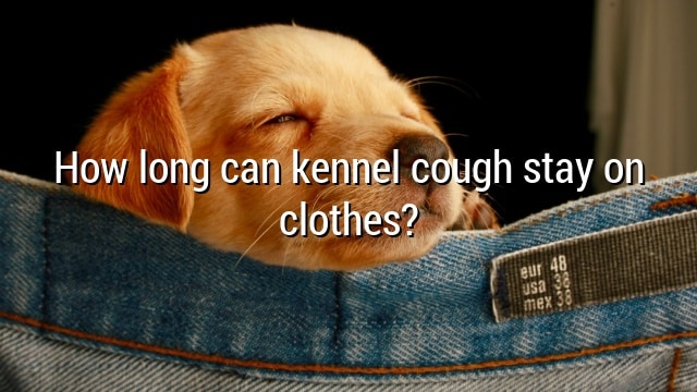 How long can kennel cough stay on clothes?