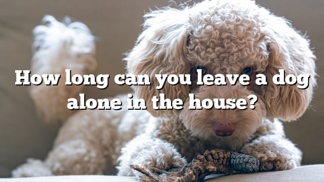 How long can you leave a dog alone in the house?
