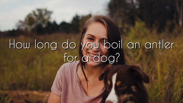 How long do you boil an antler for a dog?