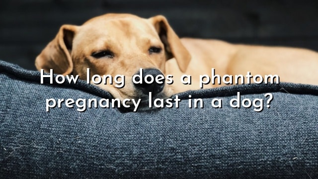 How long does a phantom pregnancy last in a dog?