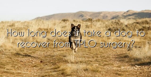 How long does it take a dog to recover from TPLO surgery?