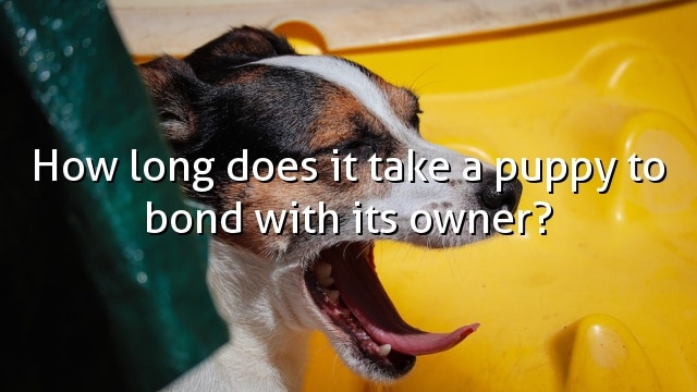 How long does it take a puppy to bond with its owner?