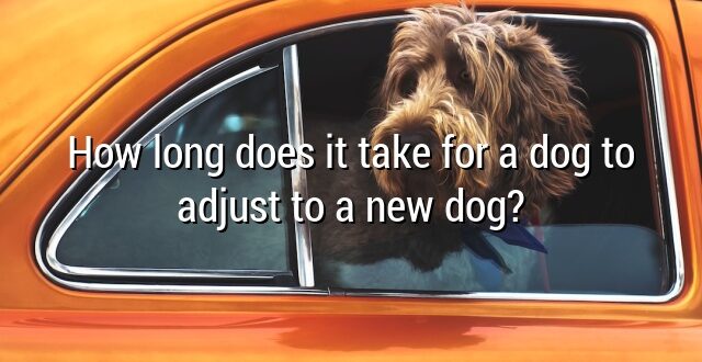 How long does it take for a dog to adjust to a new dog?
