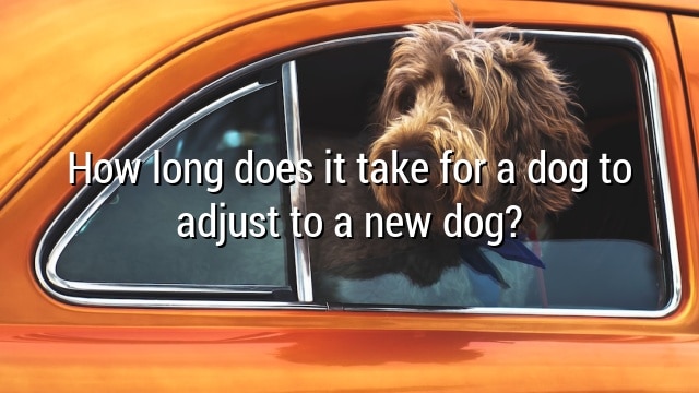 How long does it take for a dog to adjust to a new dog?