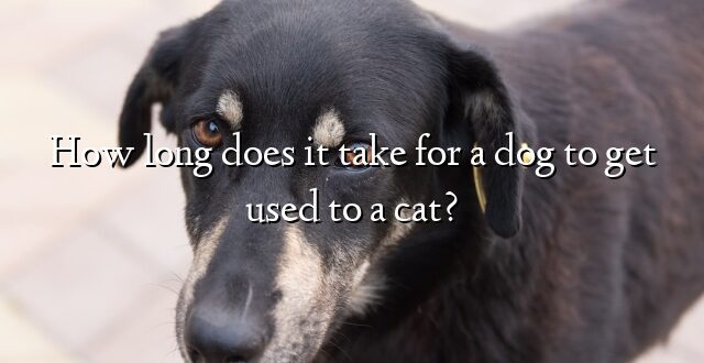 How long does it take for a dog to get used to a cat?