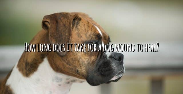 How long does it take for a dog wound to heal?