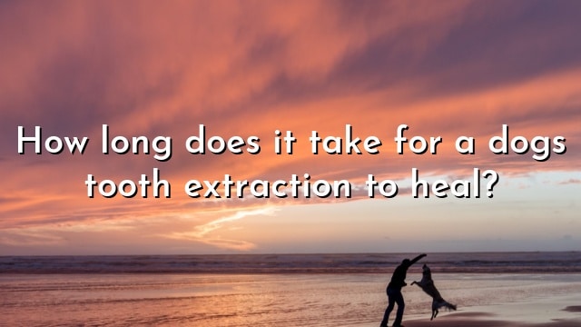 How long does it take for a dogs tooth extraction to heal?