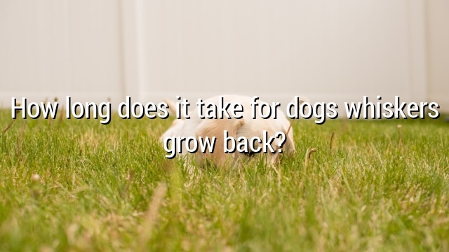 How long does it take for dogs whiskers grow back?