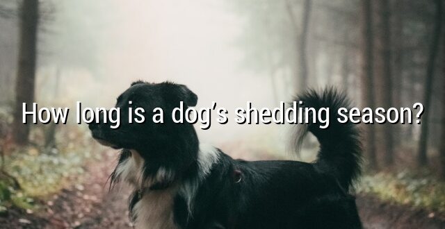 How long is a dog’s shedding season?