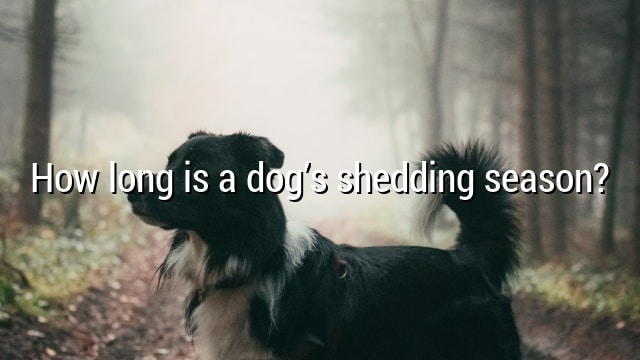 How long is a dog’s shedding season?