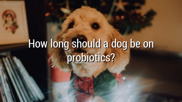How long should a dog be on probiotics?